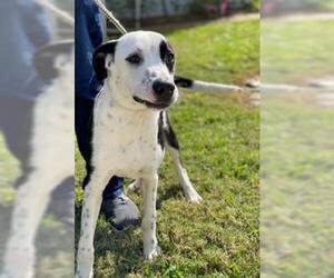 Borador Dogs for adoption in Sugar Land, TX, USA