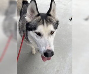 Siberian Husky Dogs for adoption in Salinas, CA, USA