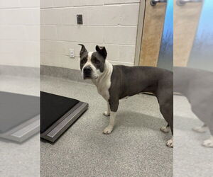 Mutt Dogs for adoption in Fort Collins, CO, USA