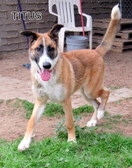 Collie-Unknown Mix Dogs for adoption in Lindsay, CA, USA