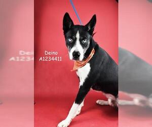 Siberian Husky Dogs for adoption in Bakersfield, CA, USA