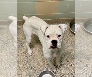 Boxer Dogs for adoption in Austin, TX, USA