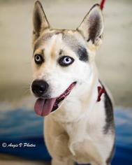 Siberian Husky-Unknown Mix Dogs for adoption in Snow Camp, NC, USA