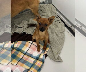 Chihuahua-Unknown Mix Dogs for adoption in Chico, CA, USA