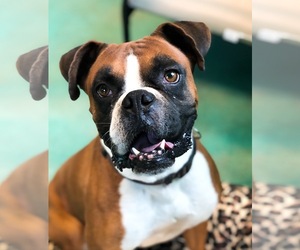 Boxer Dogs for adoption in Guthrie, OK, USA