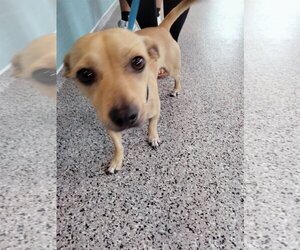 Chiweenie Dogs for adoption in Palmetto, FL, USA