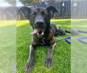 Mutt Dogs for adoption in Salinas, CA, USA