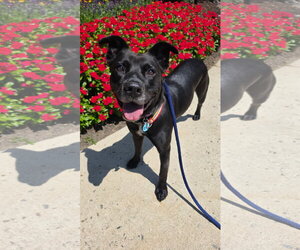 Mutt Dogs for adoption in Rockaway, NJ, USA