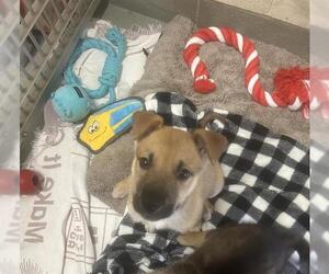 Siberian Husky-Unknown Mix Dogs for adoption in Santa Cruz, CA, USA