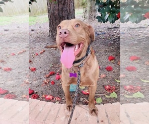 Small Labrador Retriever