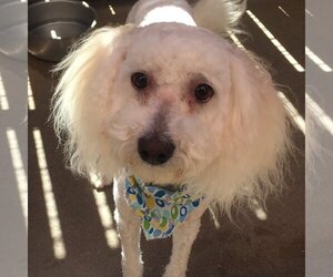 Poodle (Miniature)-Unknown Mix Dogs for adoption in Denton, TX, USA