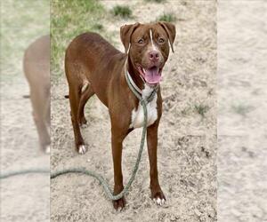 American Pit Bull Terrier-Unknown Mix Dogs for adoption in Conroe, TX, USA