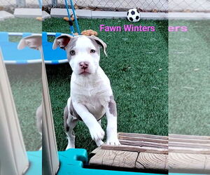 Staffordshire Bull Terrier-Unknown Mix Dogs for adoption in Des Moines, IA, USA