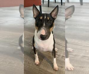 Bull Terrier-Unknown Mix Dogs for adoption in Fort Lauderdale, FL, USA