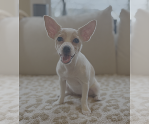 Chihuahua-Unknown Mix Dogs for adoption in Bellevue, WA, USA