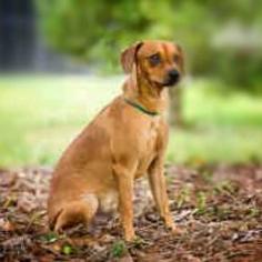 Chipin Dogs for adoption in Pensacola, FL, USA