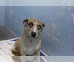 Mutt Dogs for adoption in Mountain Home, AR, USA