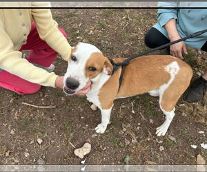 Labrador Retriever-Unknown Mix Dogs for adoption in Bandera, TX, USA