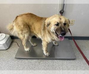 German Shepherd Dog-Great Pyrenees Mix Dogs for adoption in Visalia, CA, USA