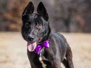 Medium Photo #1 German Shepherd Dog-Unknown Mix Puppy For Sale in Tulsa, OK, USA