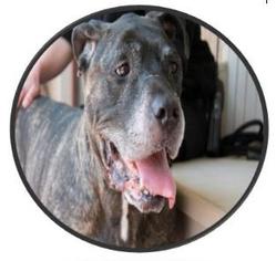 Mastiff Dogs for adoption in Silver Spring, MD, USA