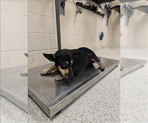 Cardigan Welsh Corgi-Dachshund Mix Dogs for adoption in Conroe, TX, USA