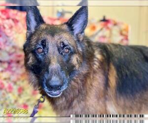 German Shepherd Dog-Unknown Mix Dogs for adoption in West Palm Beach, FL, USA