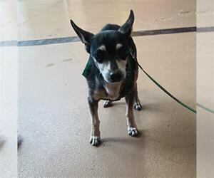 Chihuahua-Unknown Mix Dogs for adoption in Chula Vista, CA, USA