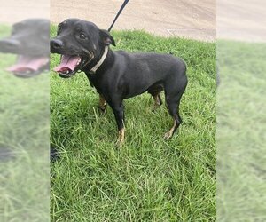 Rottweiler Dogs for adoption in Lufkin, TX, USA