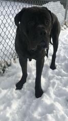 Mutt Dogs for adoption in Chambersburg, PA, USA