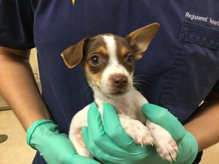 Medium Photo #1 Rat Terrier-Unknown Mix Puppy For Sale in Riverside, CA, USA