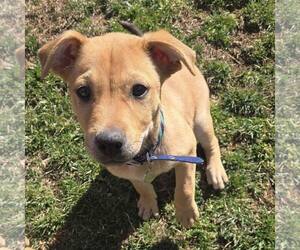 American Staffordshire Terrier-Unknown Mix Dogs for adoption in New Oxford , PA, USA