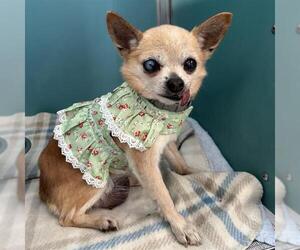Chihuahua Dogs for adoption in San Antonio, TX, USA