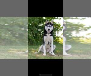 Siberian Husky Dogs for adoption in Newport, KY, USA