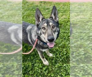 German Shepherd Dog Dogs for adoption in Sacramento, CA, USA