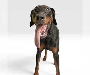 Doberman Pinscher Dogs for adoption in Rowlett, TX, USA
