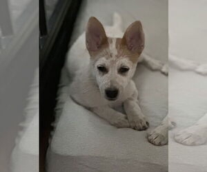 Australian Cattle Dog-Unknown Mix Dogs for adoption in Polson, MT, USA