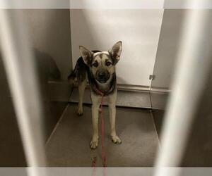 Medium Photo #2 German Shepherd Dog-Unknown Mix Puppy For Sale in Modesto, CA, USA