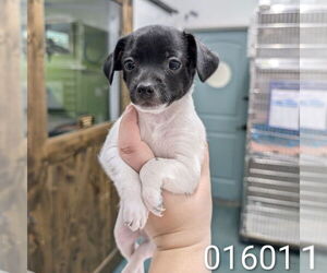 Labrador Retriever-Pembroke Welsh Corgi Mix Dogs for adoption in Chico, CA, USA