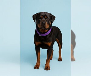 Rottweiler Dogs for adoption in Westminster, MD, USA
