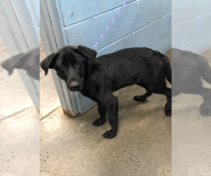 Retriever -Unknown Mix Dogs for adoption in Evansville, IN, USA