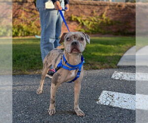 American French Bull Terrier Dogs for adoption in Boston, MA, USA