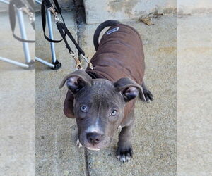 American Pit Bull Terrier-American Staffordshire Terrier Mix Dogs for adoption in Spotsylvania, VA, USA