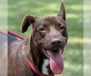Labrador Retriever-Unknown Mix Dogs for adoption in Yardley, PA, USA