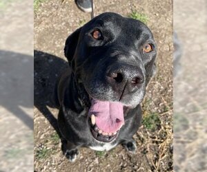 Labrador Retriever-Unknown Mix Dogs for adoption in Ventura, CA, USA