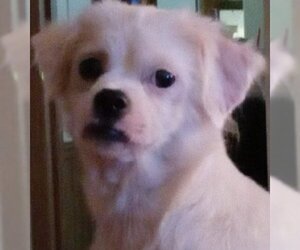 Pekingese-Poodle (Standard) Mix Dogs for adoption in Meridian, MS, USA