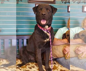 Labrador Retriever-Unknown Mix Dogs for adoption in Amarillo, TX, USA