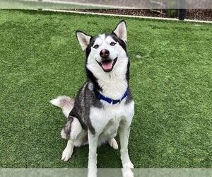 Siberian Husky Dogs for adoption in Orange, CA, USA