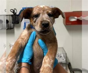 Australian Cattle Dog Dogs for adoption in Bakersfield, CA, USA