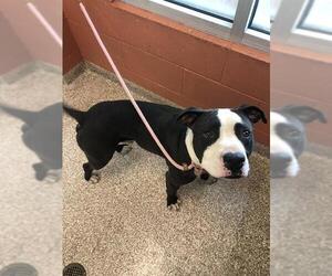 American Pit Bull Terrier Dogs for adoption in Pueblo, CO, USA